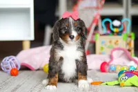 Katie, a female Miniature Bernedoodle for sale in Navarre, OH – Photo 2 of 4