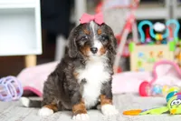 Katie, a female Miniature Bernedoodle for sale in Navarre, OH – Photo 4 of 4
