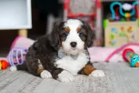 Tracker, a male Miniature Bernedoodle for sale in Navarre, OH – Photo 3 of 4