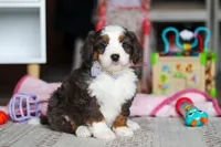 Tracker, a male Miniature Bernedoodle for sale in Navarre, OH – Photo 2 of 4