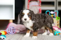 Tracker, a male Miniature Bernedoodle for sale in Navarre, OH – Photo 4 of 4