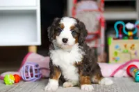 Tracker, a male Miniature Bernedoodle for sale in Navarre, OH – Photo 1 of 4