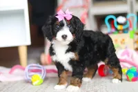 Sky, a female Miniature Bernedoodle for sale in Navarre, OH – Photo 3 of 7