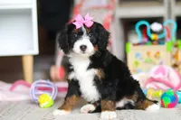 Sky, a female Miniature Bernedoodle for sale in Navarre, OH – Photo 2 of 7