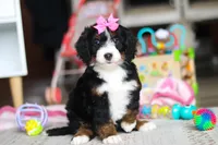 Sky, a female Miniature Bernedoodle for sale in Navarre, OH – Photo 5 of 7