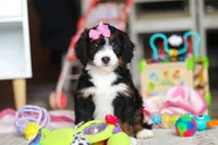 Sky, a female Miniature Bernedoodle for sale in Navarre, OH – Photo 1 of 7