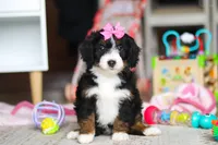 Sky, a female Miniature Bernedoodle for sale in Navarre, OH – Photo 6 of 7