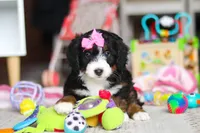 Sky, a female Miniature Bernedoodle for sale in Navarre, OH – Photo 7 of 7