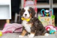 Ryder, a male Miniature Bernedoodle for sale in Navarre, OH – Photo 2 of 6