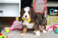 Ryder, a male Miniature Bernedoodle for sale in Navarre, OH – Photo 5 of 6