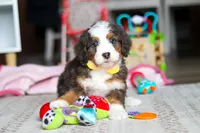 Ryder, a male Miniature Bernedoodle for sale in Navarre, OH – Photo 6 of 6