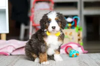 Ryder, a male Miniature Bernedoodle for sale in Navarre, OH – Photo 4 of 6