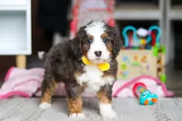 Ryder, a male Miniature Bernedoodle for sale in Navarre, OH – Photo 3 of 6
