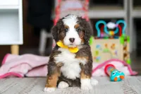 Ryder, a male Miniature Bernedoodle for sale in Navarre, OH – Photo 1 of 6