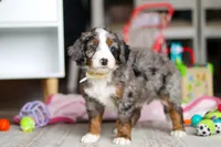 Zuma, a male Miniature Bernedoodle for sale in Navarre, OH – Photo 3 of 5