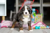 Zuma, a male Miniature Bernedoodle for sale in Navarre, OH – Photo 2 of 5