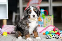 Zuma, a male Miniature Bernedoodle for sale in Navarre, OH – Photo 4 of 5