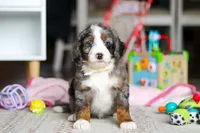 Zuma, a male Miniature Bernedoodle for sale in Navarre, OH – Photo 5 of 5