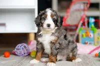 Zuma, a male Miniature Bernedoodle for sale in Navarre, OH – Photo 1 of 5