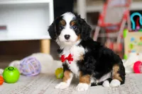Rocky, a male Miniature Bernedoodle for sale in Navarre, OH – Photo 2 of 6