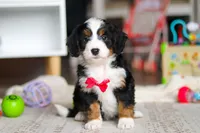 Rocky, a male Miniature Bernedoodle for sale in Navarre, OH – Photo 3 of 6