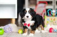 Rocky, a male Miniature Bernedoodle for sale in Navarre, OH – Photo 4 of 6