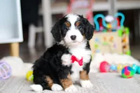 Rocky, a male Miniature Bernedoodle for sale in Navarre, OH – Photo 1 of 6