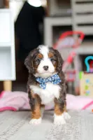 Rubble, a male Miniature Bernedoodle for sale in Navarre, OH – Photo 5 of 6