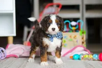 Rubble, a male Miniature Bernedoodle for sale in Navarre, OH – Photo 4 of 6