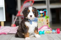 Rubble, a male Miniature Bernedoodle for sale in Navarre, OH – Photo 1 of 6