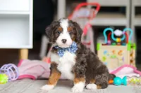 Rubble, a male Miniature Bernedoodle for sale in Navarre, OH – Photo 6 of 6