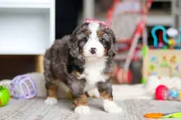 Cali, a female Miniature Bernedoodle for sale in Navarre, OH – Photo 3 of 7