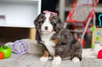 Cali, a female Miniature Bernedoodle for sale in Navarre, OH – Photo 6 of 7