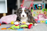 Cali, a female Miniature Bernedoodle for sale in Navarre, OH – Photo 7 of 7