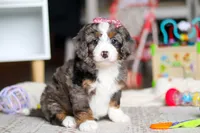 Cali, a female Miniature Bernedoodle for sale in Navarre, OH – Photo 4 of 7
