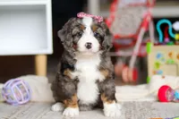 Cali, a female Miniature Bernedoodle for sale in Navarre, OH – Photo 1 of 7