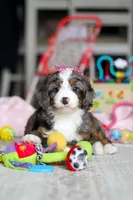 Cali, a female Miniature Bernedoodle for sale in Navarre, OH – Photo 5 of 7