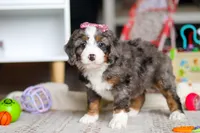 Cali, a female Miniature Bernedoodle for sale in Navarre, OH – Photo 2 of 7