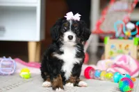 Everest, a female Miniature Bernedoodle for sale in Navarre, OH – Photo 1 of 7