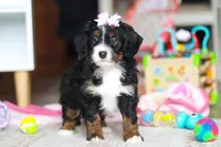 Everest, a female Miniature Bernedoodle for sale in Navarre, OH – Photo 5 of 7