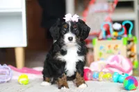 Everest, a female Miniature Bernedoodle for sale in Navarre, OH – Photo 6 of 7