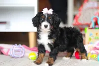 Everest, a female Miniature Bernedoodle for sale in Navarre, OH – Photo 4 of 7
