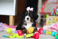 Everest, a female Miniature Bernedoodle for sale in Navarre, OH – Photo 7 of 7