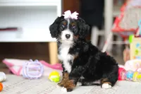 Everest, a female Miniature Bernedoodle for sale in Navarre, OH – Photo 3 of 7