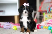 Everest, a female Miniature Bernedoodle for sale in Navarre, OH – Photo 2 of 7