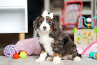 Cocoa, a female Miniature Bernedoodle for sale in Navarre, OH – Photo 3 of 5