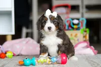 Cocoa, a female Miniature Bernedoodle for sale in Navarre, OH – Photo 5 of 5