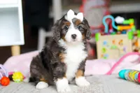 Cocoa, a female Miniature Bernedoodle for sale in Navarre, OH – Photo 1 of 5