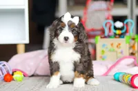 Cocoa, a female Miniature Bernedoodle for sale in Navarre, OH – Photo 2 of 5