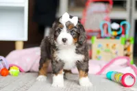 Cocoa, a female Miniature Bernedoodle for sale in Navarre, OH – Photo 4 of 5